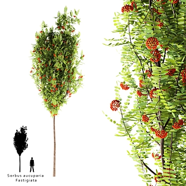 Ashberry Ornamental Tree | Sorbus aucuparia Fastigiata 3D model image 1 