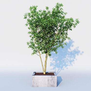 Houseplant Myrtle