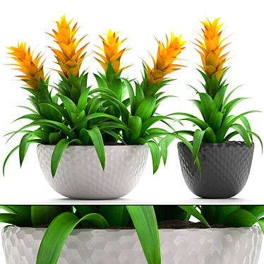 Exotic Bromelia Collection: Decorative Indoor & Office Plants 3D model image 1 