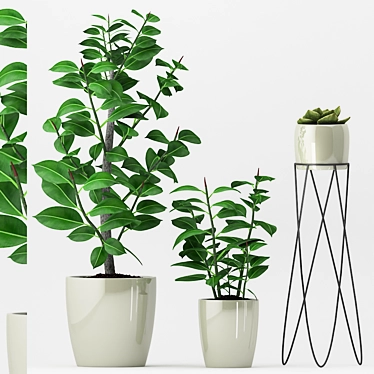 Ficus Elastica & Succulent Combo 3D model image 1 