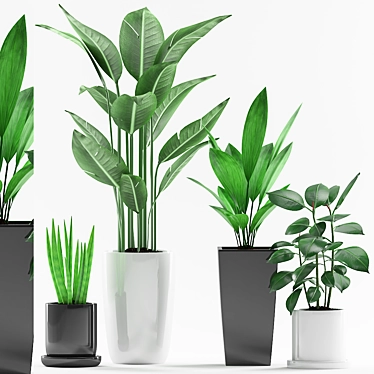 Green Oasis: Aspidistra, Sansevieria, Paradise and Ficus Elastica Plant with Black and Concrete Pot 3D model image 1 