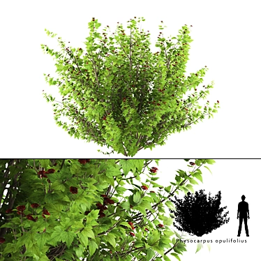 Kalini Bush: Vibrant and Compact Shrub 3D model image 1 