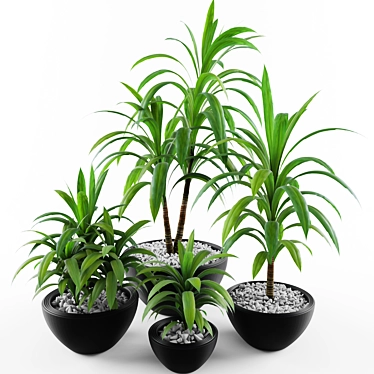 Tropical Palm Dracaena: Perfect for Gardens 3D model image 1 