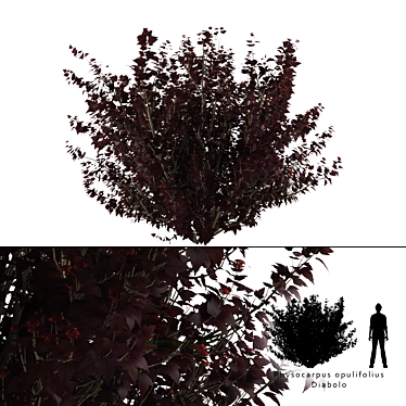 Diabolos Cannabis Buzzard | Physocarpus opulifolius Diabolo 3D model image 1 