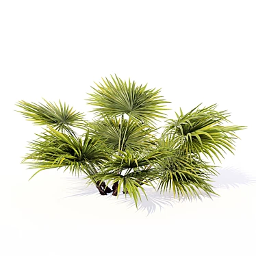 Hainan Rainforest Palm 3D model image 1 