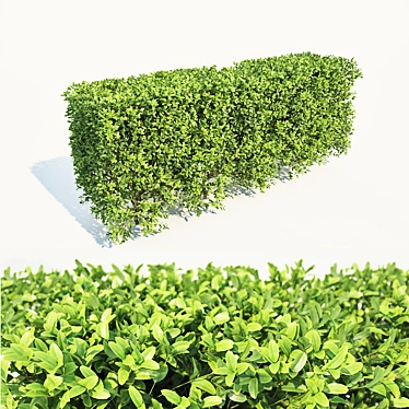 Versatile Buxus Hedge, 70cm: Perfect for Scattering 3D model image 1 