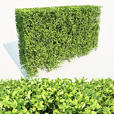 Buxus Sempervirens Hedge: Tall & Versatile 3D model image 1 