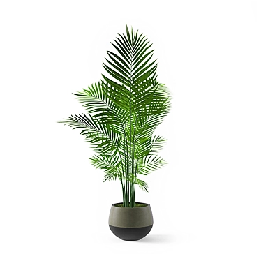 Elegant Kentia Palm: Lifelike Beauty 3D model image 1 