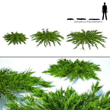 Juniper Horizontal Collection 3D model image 1 