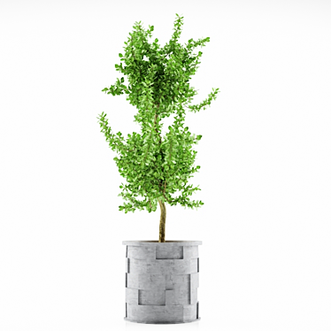 Stylish Decor Planter 3D model image 1 