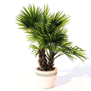 Exquisite Hainan Palm Tree 3D model image 1 