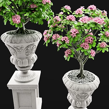 Adenium Desert Rose - Classic Elegance 3D model image 1 