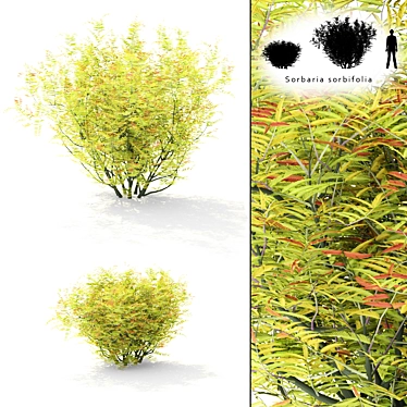 Rowberry Rowan Bush | Sorbaria Sorbifolia: Lifelike Plant Replica 3D model image 1 