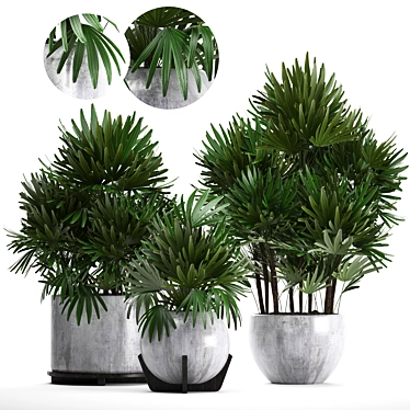 Exquisite Collection: Rhapis excelsa Palms 3D model image 1 