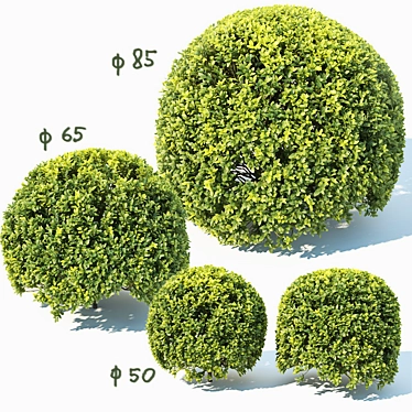 Title: Sculpted Buxus Sempervirens Sphere 3D model image 1 