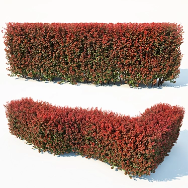 Customizable Berberis Thunbergii Hedge 3D model image 1 