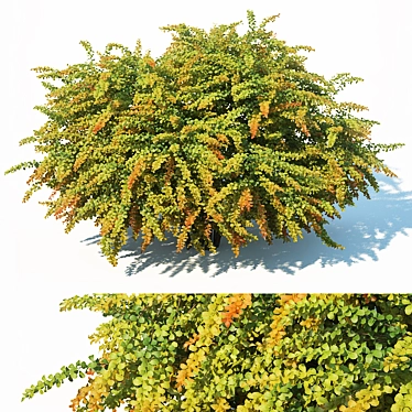 Green Carpet Berberis Thunbergii: Optimal Sizes & Stunning Precision 3D model image 1 