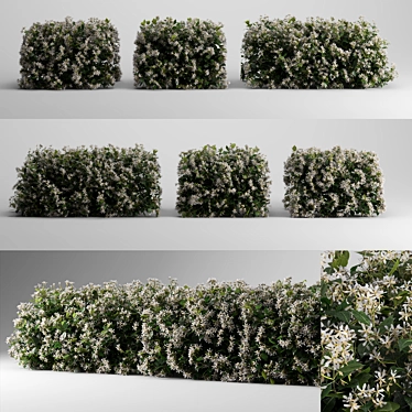 Fragrant Evergreen Choisya Hedge 3D model image 1 