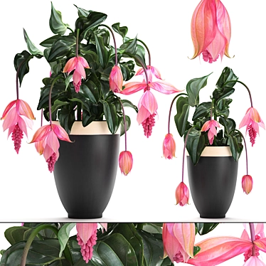 Exotic Medinilla: Collection of Magnificent Pink Flowers 3D model image 1 