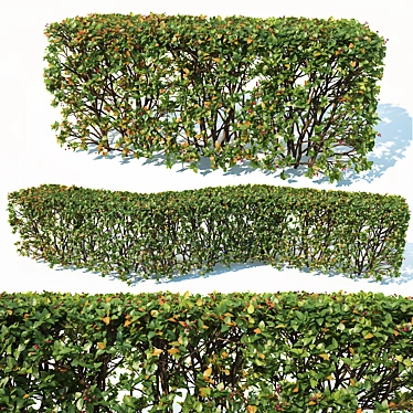 Customizable Transparent Hedge - Cotoneaster Lucidus 3D model image 1 