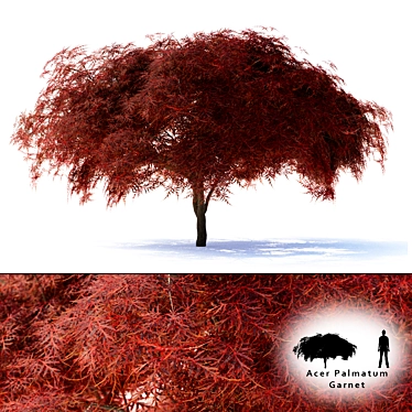 Japanese Maple Tree - Acer palmatum Garnet 3D model image 1 