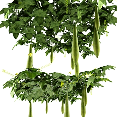 Annual plant Dark Green