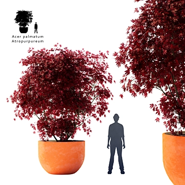 Majestic Crimson Maple Tree 3D model image 1 