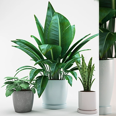  Colorful Indoor Plants Collection 3D model image 1 