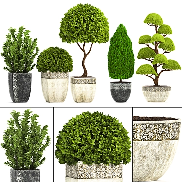 Title: Evergreen Plant Collection for Outdoor Landscaping 3D model image 1 