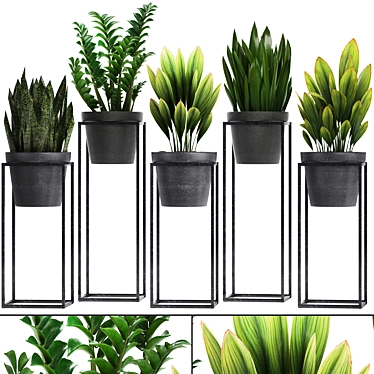 Exotic Plant Collection: Curculigo, Sansevieria, Zamioculcas 3D model image 1 