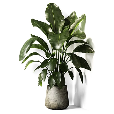 Exotic Strelitzia Plant: UV Mapped for V-Ray & Corona 3D model image 1 