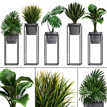 Exotic Plant Collection: Monstera, Cycas, Rhapis, Alocasia 3D model image 1 