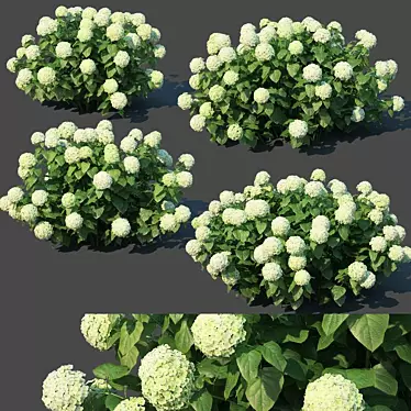 Versatile Hydrangea Annabelle: Perfect for Any View 3D model image 1 