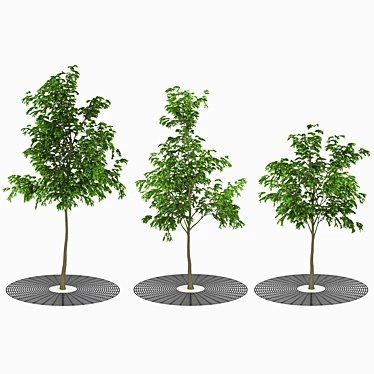 Urban Oasis: Realistic Street Tree 3D model image 1 