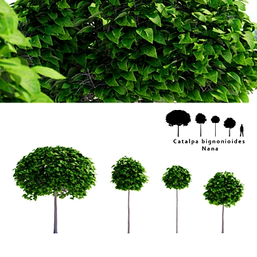 Mini Catalpa Nana Tree | Compact and Elegant 3D model image 1 
