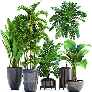 Tropical Plant Collection: Exotic Palms & Banana Palm 3D model image 1 