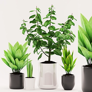 96 Plant Collection: Aspidistra, Sansevieria, Ficus elastica with Black & White Pots 3D model image 1 