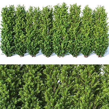 160 cm Taxus Baccata Hedge: Versatile, Accurate, Beautiful 3D model image 1 