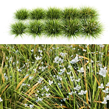 Libertia Grandiflora: 10 Modular Pieces 3D model image 1 