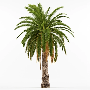 Phoenix Canariensis: Majestic Subtropical Palm 3D model image 1 