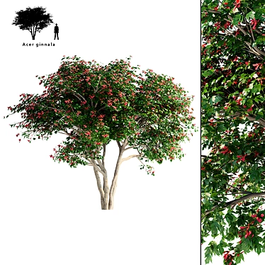 Ginnala Tapeworm Maple: Beautiful Landscape Tree 3D model image 1 