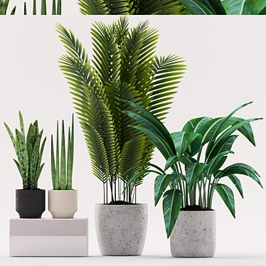 Tropical Trio: Paradise, Sansevieria & Palm 3D model image 1 