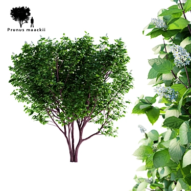 Cherry Maack Tree | Prunus Maackii 3D model image 1 