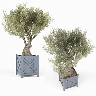 Elegant Olea Europaea 3D Model 3D model image 1 