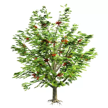 Title: Exquisite Rowan Tree: Bring Nature Home 3D model image 1 
