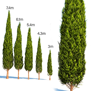 Mediterranean Cypress - Various Heights 3D model image 1 