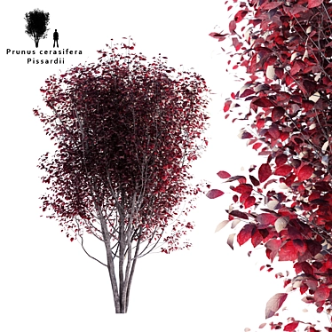 Plum Tree | Prunus cerasifera 'Pissardii' 3D model image 1 