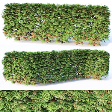 6 Modular Thuya Hedges - Low Poly, Detailed 3D model image 1 
