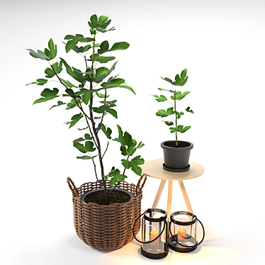 Ficus Fig Tree Set 3D model image 1 