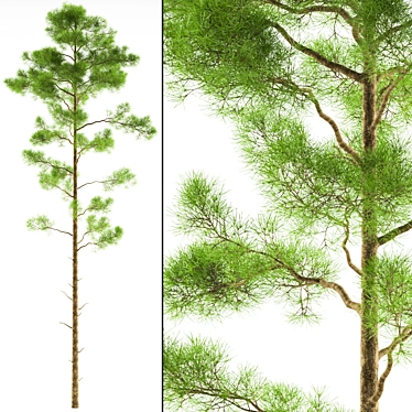 Evergreen Pine Tree Polys 3D model image 1 
